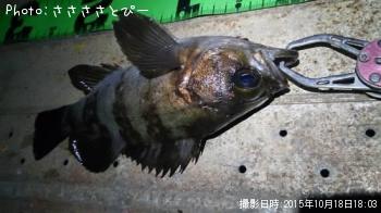 ¥¢¥¸¡õ¥á¥Ð¥ë¡õ¥·¡¼¥Ð¥¹