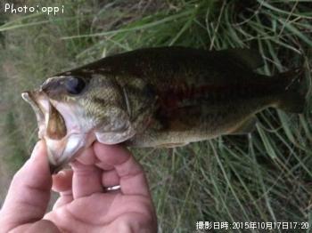 �֥�å��Х�