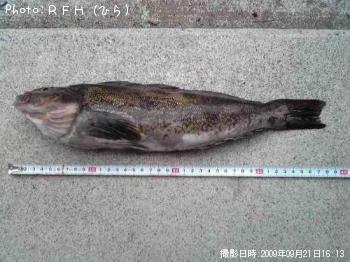 �����ʥ�