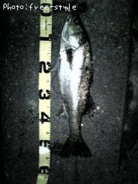 £Ó£å£á£Â£á£ó£ó