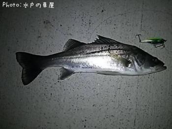 �����Х�