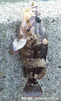 ¥¿¥±¥Î¥³¥á¥Ð¥ë