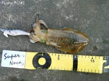 �����ꥤ��