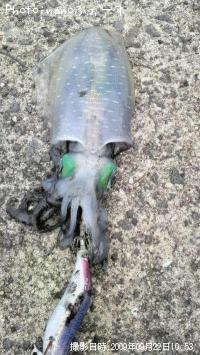 ¥¢¥ª¥ê¥¤¥«