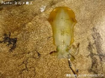 �����ꥤ��