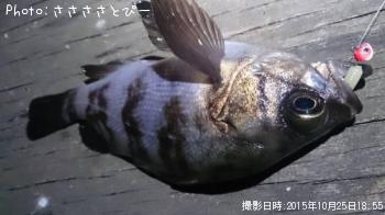 ¥¢¥¸¡õ¥á¥Ð¥ë¡õ¥·¡¼¥Ð¥¹