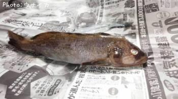 �����ʥ�