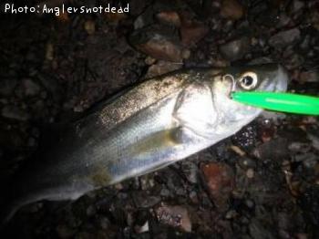 �����Х�