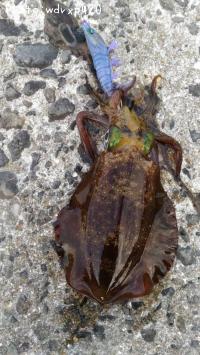 ¥¢¥ª¥ê¥¤¥«