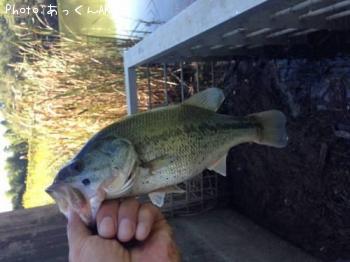 �֥�å��Х�