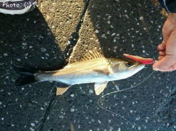 �����Х�