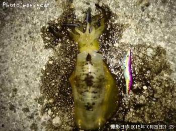 ¥¢¥ª¥ê¥¤¥«