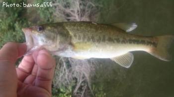 ¥Ö¥é¥Ã¥¯¥Ð¥¹