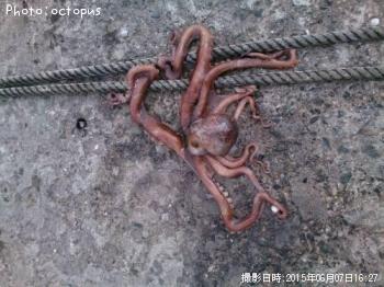 ¥Æ¥Ê¥¬¥À¥³