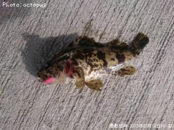 ¥¿¥±¥Î¥³¥á¥Ð¥ë