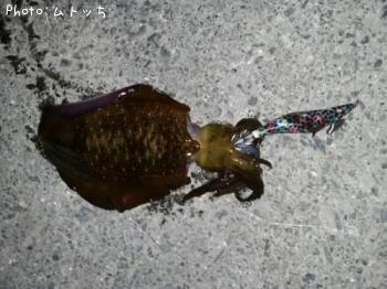 ¥¢¥ª¥ê¥¤¥«