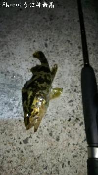 ¥Ù¥Ã¥³¥¦¥¾¥¤