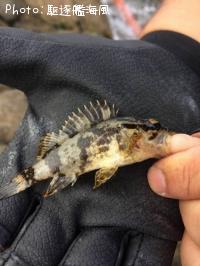 �����Υ���Х�