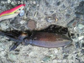 �����ꥤ��