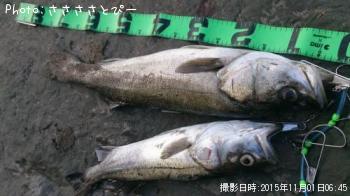 ¥µ¡¼¥Õ¥·¡¼¥Ð¥¹