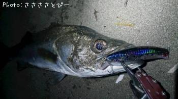 ¥µ¡¼¥Õ¥·¡¼¥Ð¥¹