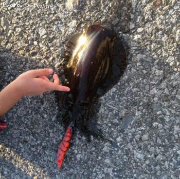 �����ꥤ��