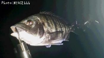 ¥¯¥í¥À¥¤¡¡¥Þ¥´¥Á