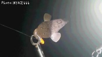 ¥¯¥í¥À¥¤¡¡¥Þ¥´¥Á