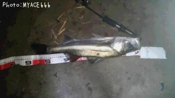 �����Х����ޥ���