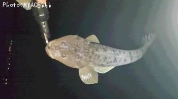 �����Х����ޥ���