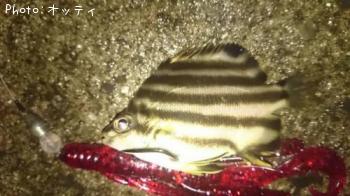 ¤Ê¤ó¤Îµû¡©