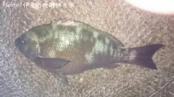 �����᥸��