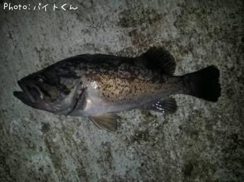 ¥¯¥í¥½¥¤