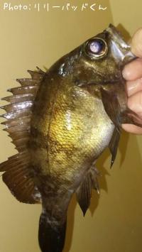 ��Х�����