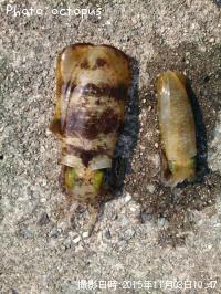 �����ꥤ��