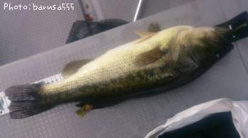 ¥Ö¥é¥Ã¥¯¥Ð¥¹