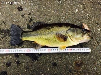 ¥Ö¥é¥Ã¥¯¥Ð¥¹