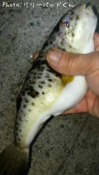 記録更新っ☆オイラのマブダチ(フグ)やけどもな