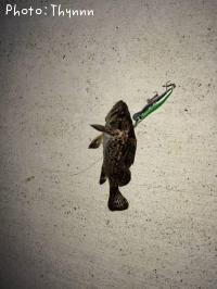 ���ӥ����ܥ���ƨ��