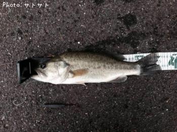 ¥Ö¥é¥Ã¥¯¥Ð¥¹