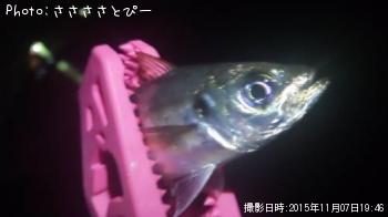 ��������Х�