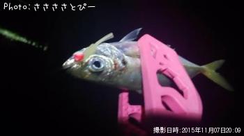 ��������Х�