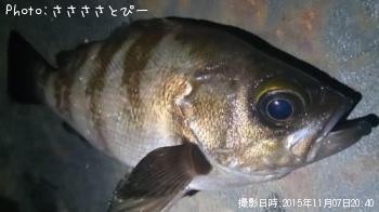 ��������Х�