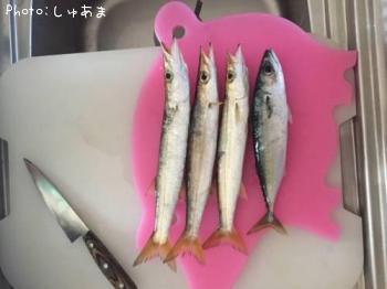 ���ޥ������ޥ���