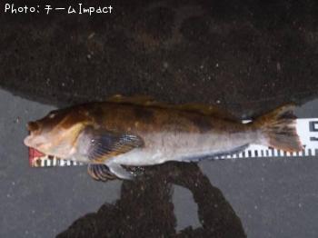 �����ʥ�