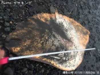 ¥Ä¥Ð¥¯¥í¥¨¥¤