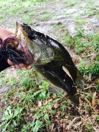 ¥Ö¥é¥Ã¥¯¥Ð¥¹