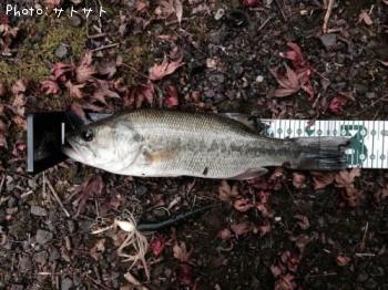 ¥Ö¥é¥Ã¥¯¥Ð¥¹