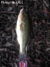 ¥Ö¥é¥Ã¥¯¥Ð¥¹