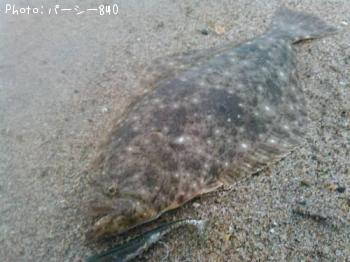 �ҥ��ʥ�����